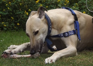 Feeding retired Greyhounds What s the best food for Greyhounds